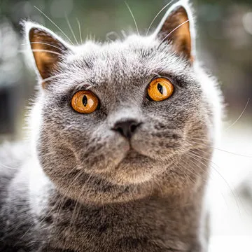 林畅